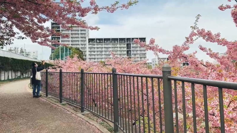 東京不為人知的賞櫻秘景！