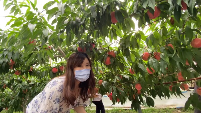 日本關東必去「草莓之里」(いちごの里)！現採日本水蜜桃吃到飽！