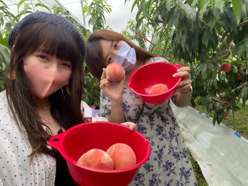 【日本關東必去】現採日本水蜜桃吃到飽！同場加映:日本水蜜桃吃法&挑選教學