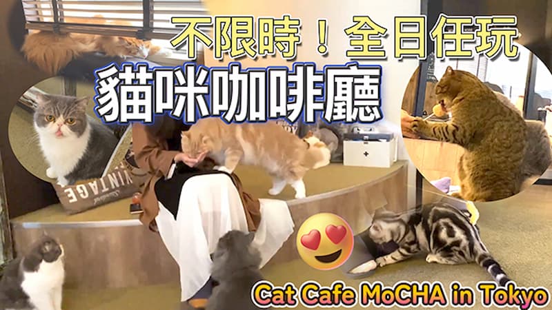 呼叫貓奴！貓奴們朝聖必去日本貓café MOCHA