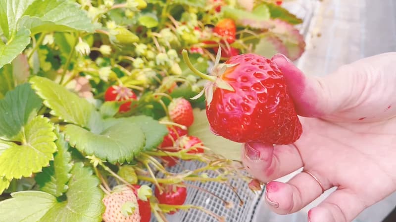 草莓滿60分鐘吃到飽！4~13款左右的草莓等著你來採~