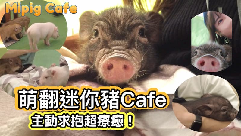 【日本旅遊】萌翻迷你豬主動求抱！超療癒迷你豬Cafe 原宿「mipig cafe」